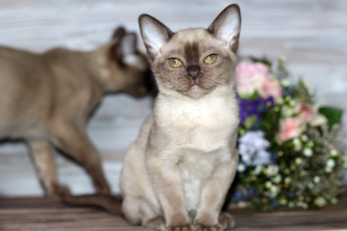 Бурма купить котенка в питомнике Москва